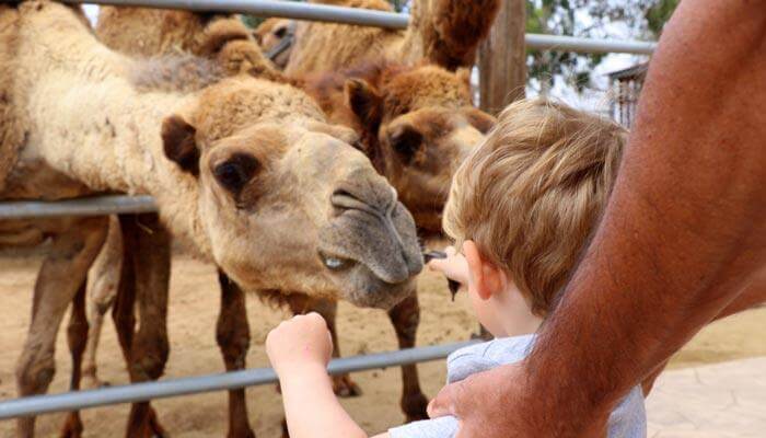 bezienswaardigheden en tips cyprus kamelenpark mazotos