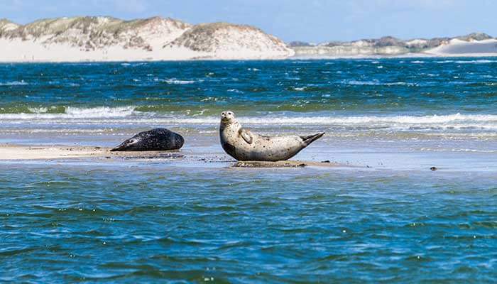 Zeehonden spotten tijdens je vakantie op Vlieland